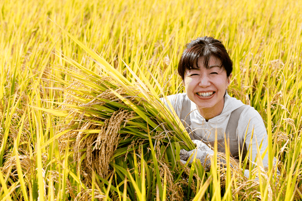 Cultivando Arroz en Japón: Un Legado Milenario