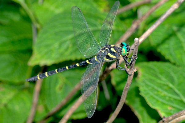 Libélulas Contra Mosquitos: Conoce al Oniyanma-kun