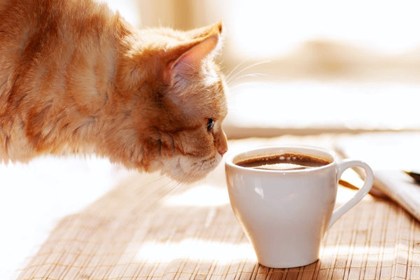 Los Cat Cafés: Oasis de Gatos en Japón